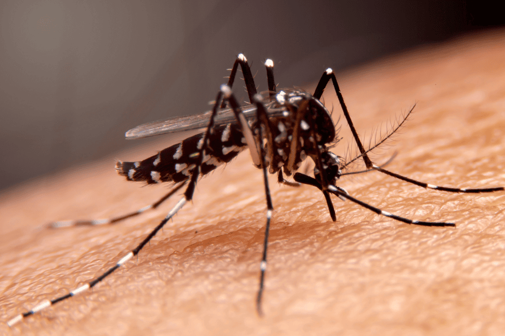 Malaria: vitamine A en zink beschermen