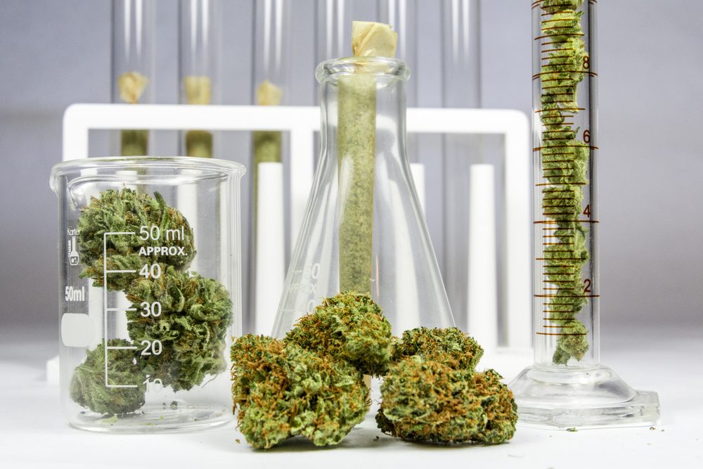 cannabis