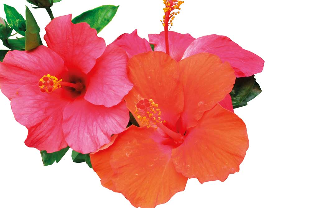 hibiscus