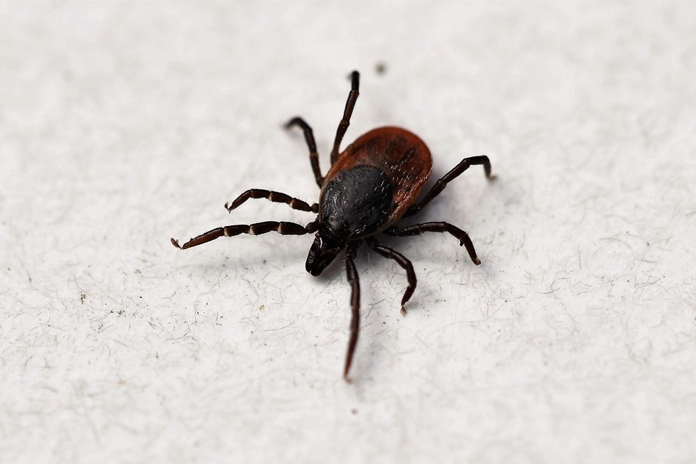 Ziekte van Lyme als Spiegel en sleutel