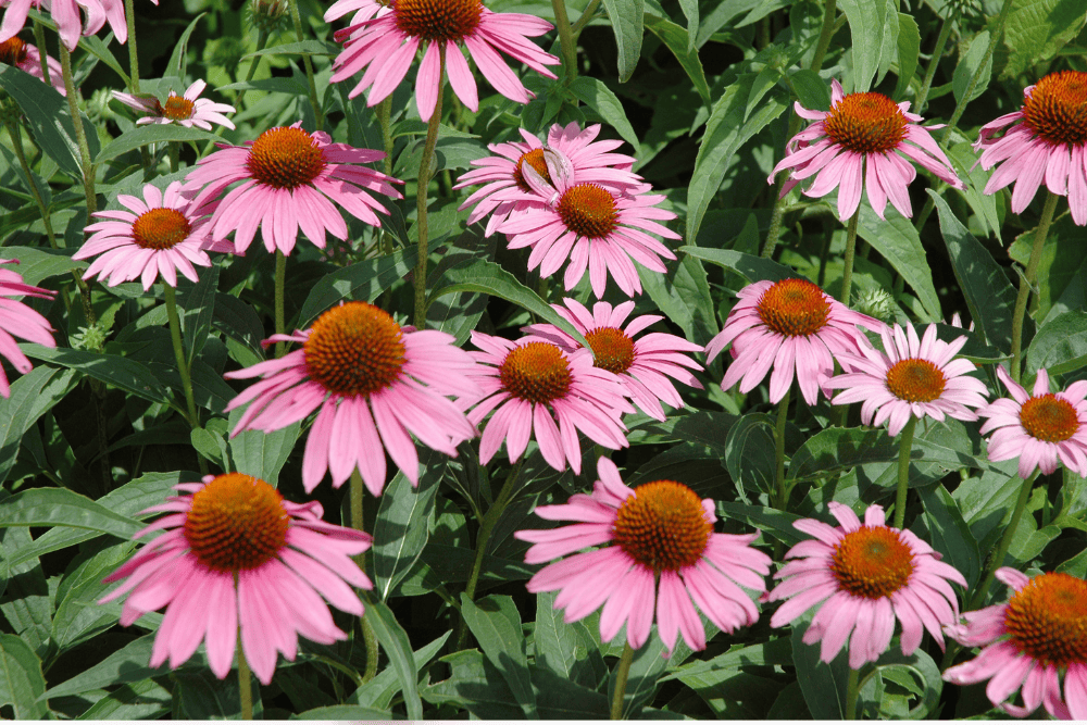Echinacea, huidige staat van onderzoek