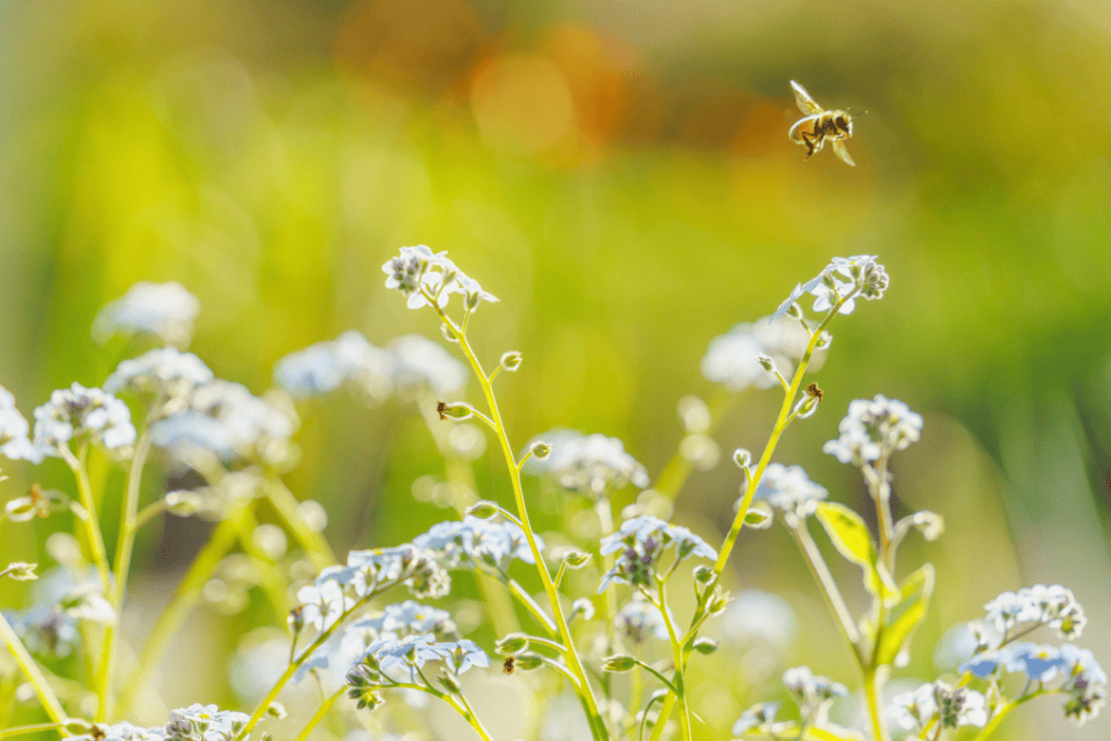 Insecten hebben bewustzijn