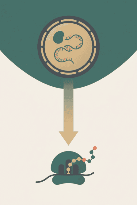 Uitlegillustratie van hoe mRNA werkt in de cel